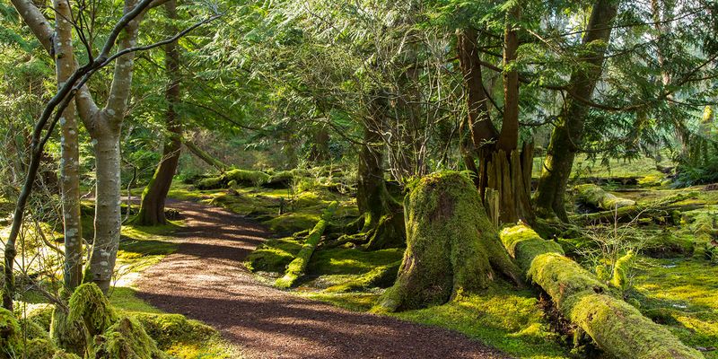 Forest Trails and Shorelines Restore Your Connection to Nature