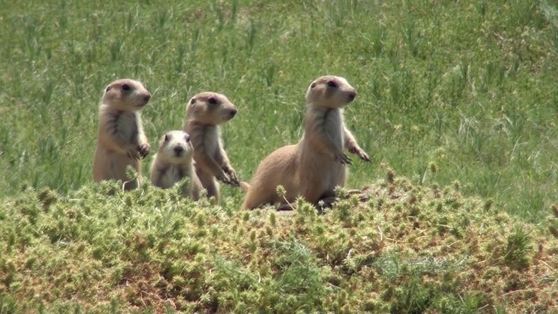 Wyoming: Devils Tower’s Prairie Dog Town