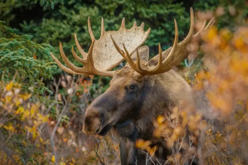 Encounter Amazing Northwoods Wildlife