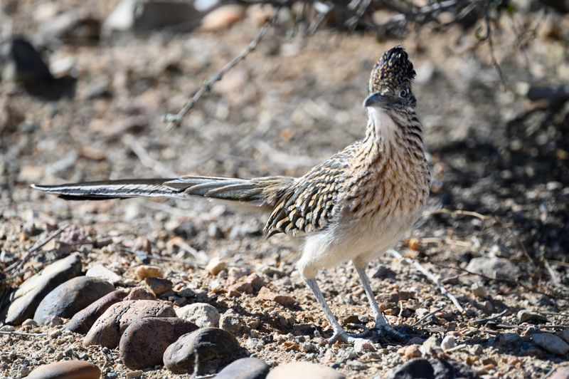 Spot Unique Desert Wildlife in Their Natural Habitat