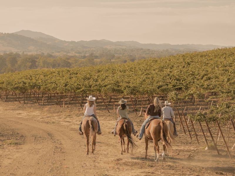 Horseback Riding Through Vineyards