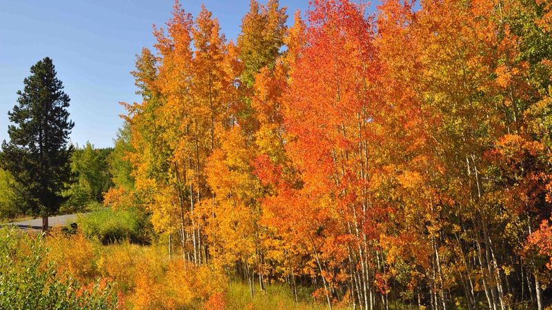 The Fall Colors Are Absolutely Unreal