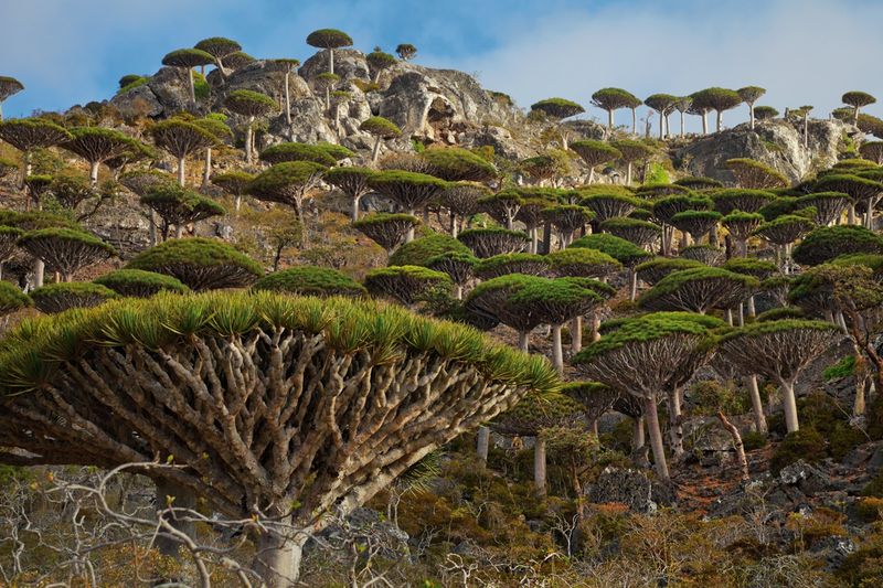 Socotra Island, Yemen