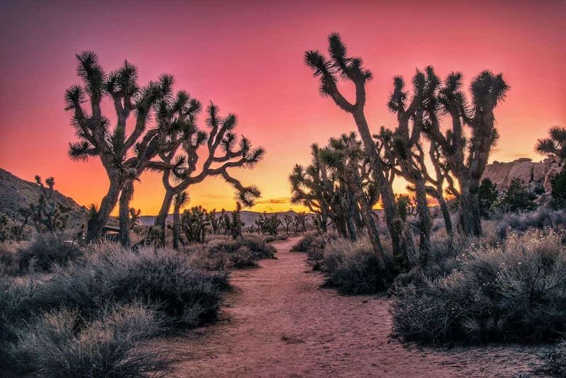 Joshua Tree National Park, California