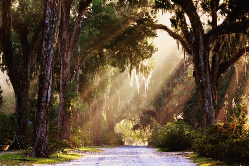 Bonaventure Cemetery (At Dawn)