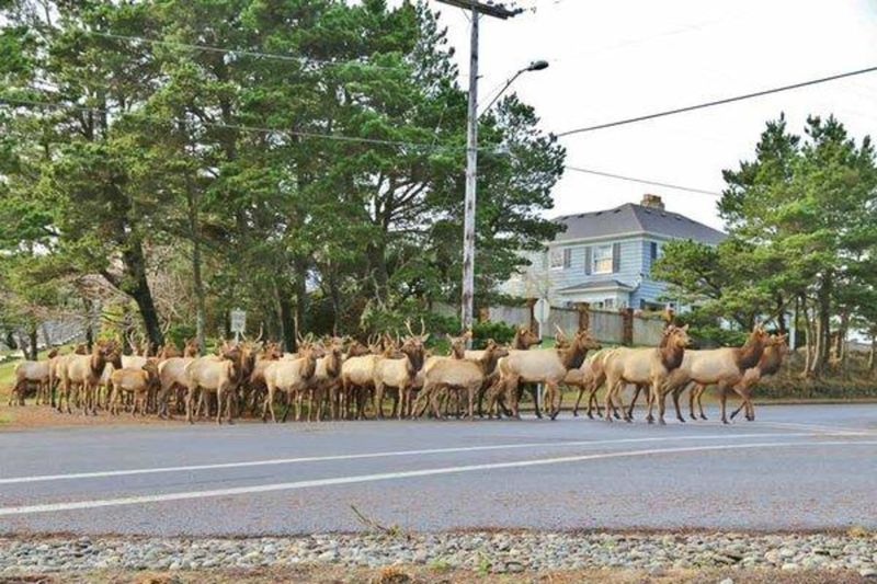 The Wild Elk Are Real—and Regular