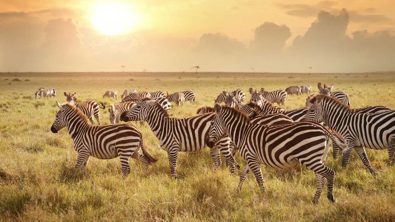 Safari in Serengeti National Park, Tanzania