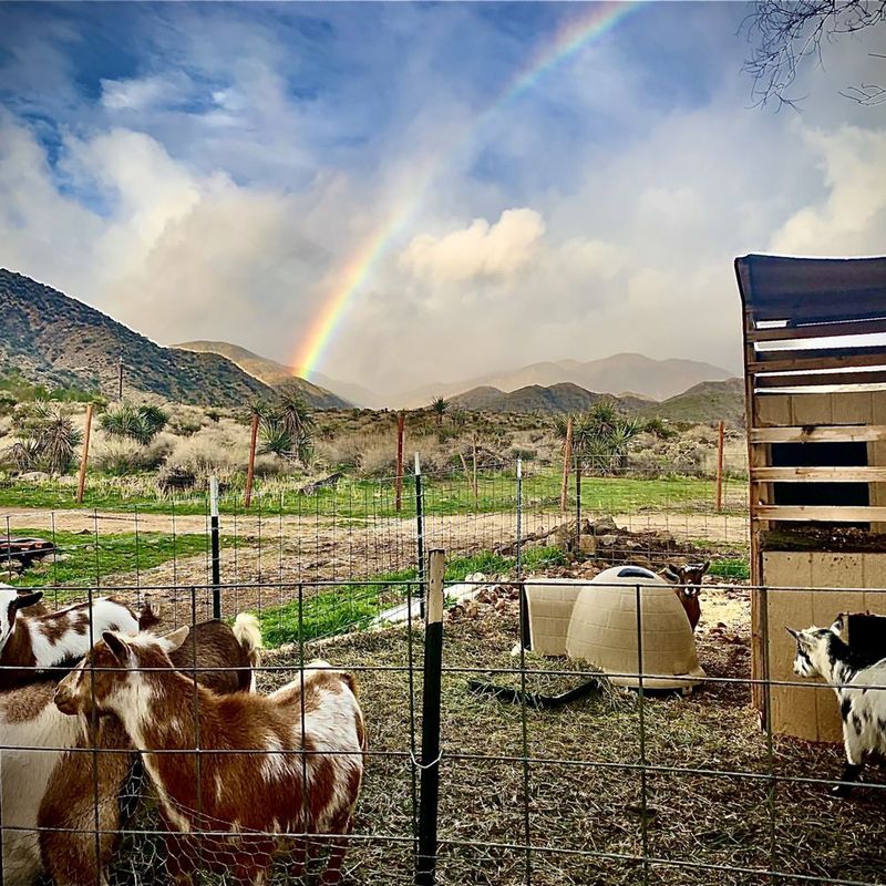 4. Brawley