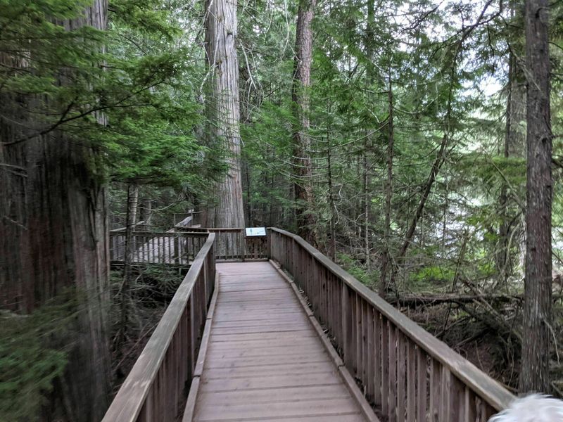 Trail of the Cedars