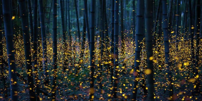 Winning the Firefly Lottery – How to Secure Your Spot