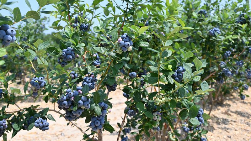 Blueberry Bonanza: Millions of Pounds From Local Farms