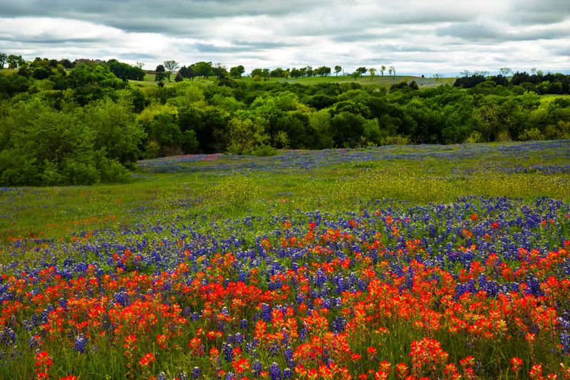 A Natural Canvas of Blooms