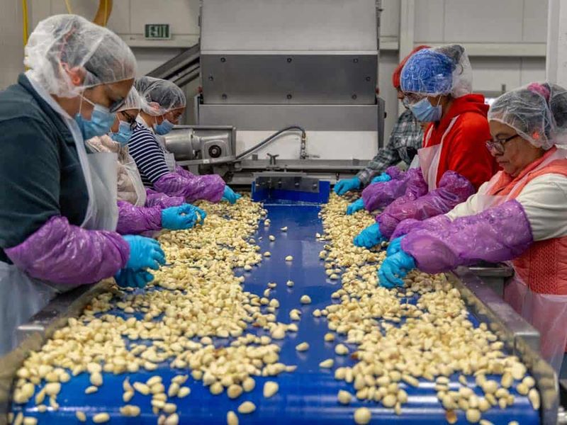 Garlic Capital with Deep Roots