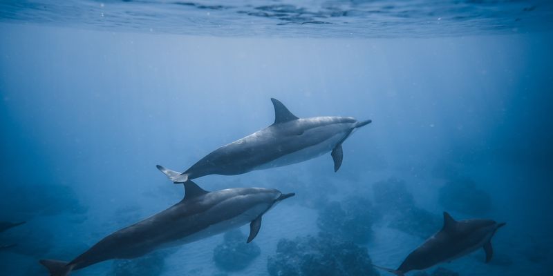 Dolphin & Manatee Sightings Guaranteed