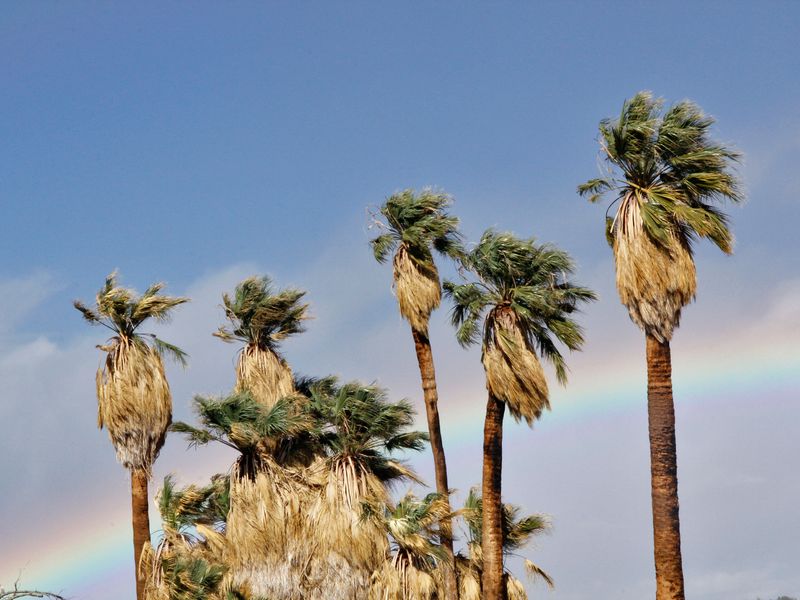 Oasis of Mara: Desert Sanctuary