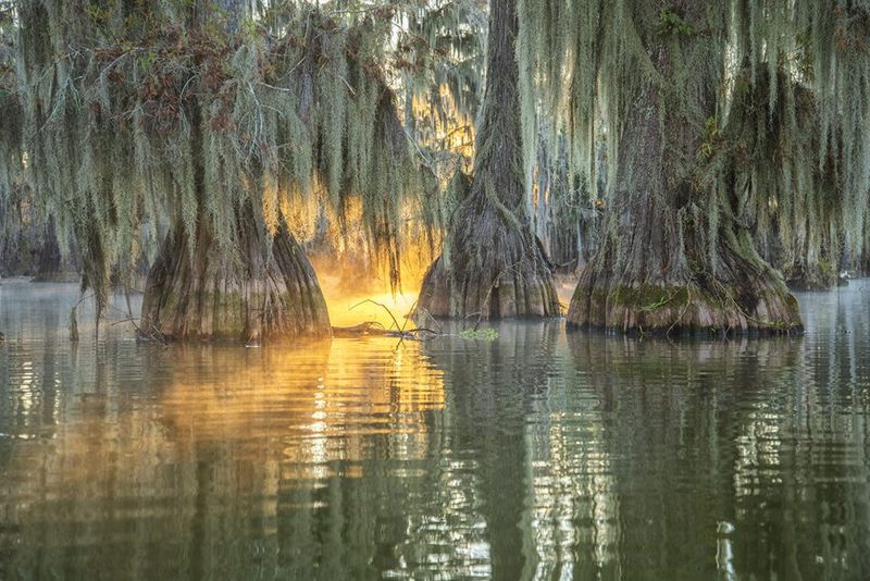 Joyce Wildlife Management Area—Swamp Without Structural Traces