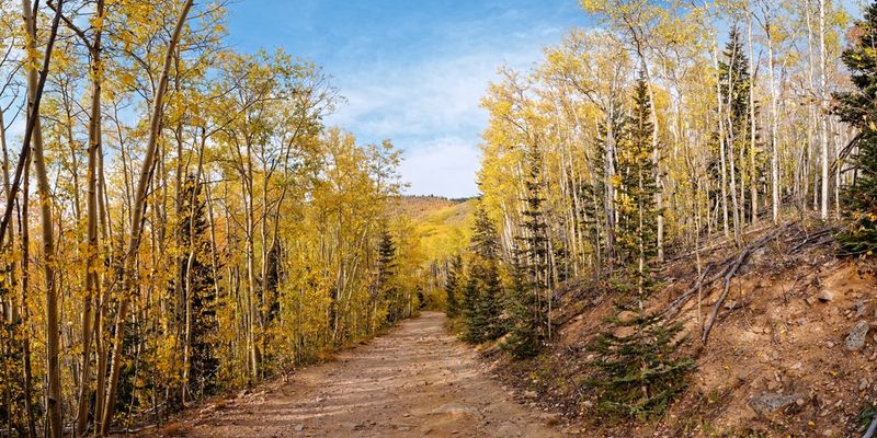 Aspen Vista, Santa Fe National Forest, New Mexico