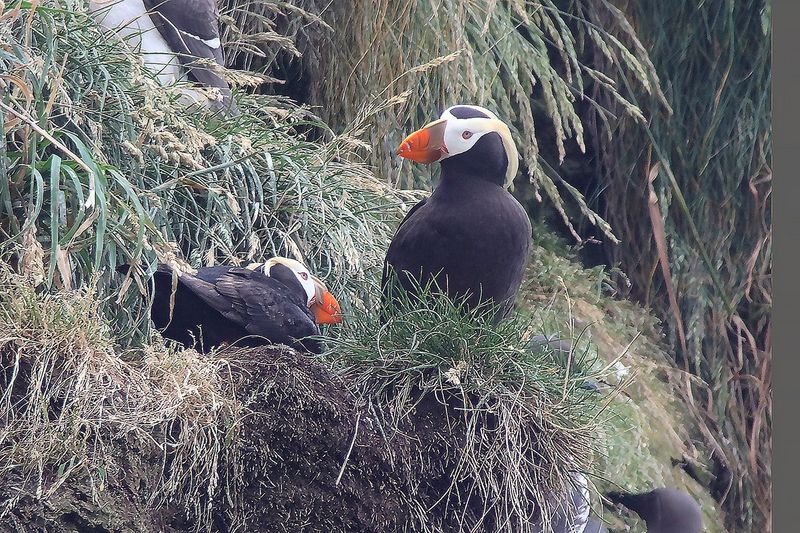 Birdwatcher's Paradise with Rare Species