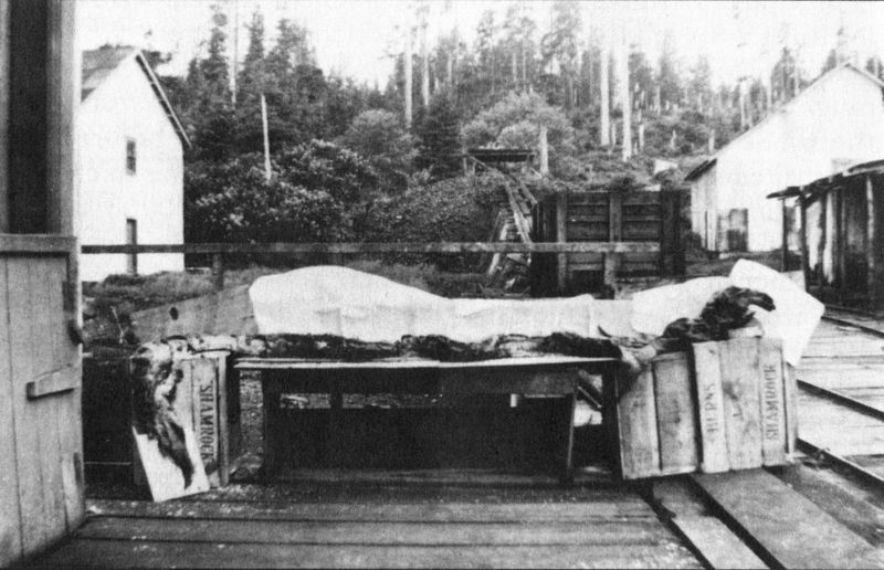 Notable Sightings: When Seattle Met Its Monster