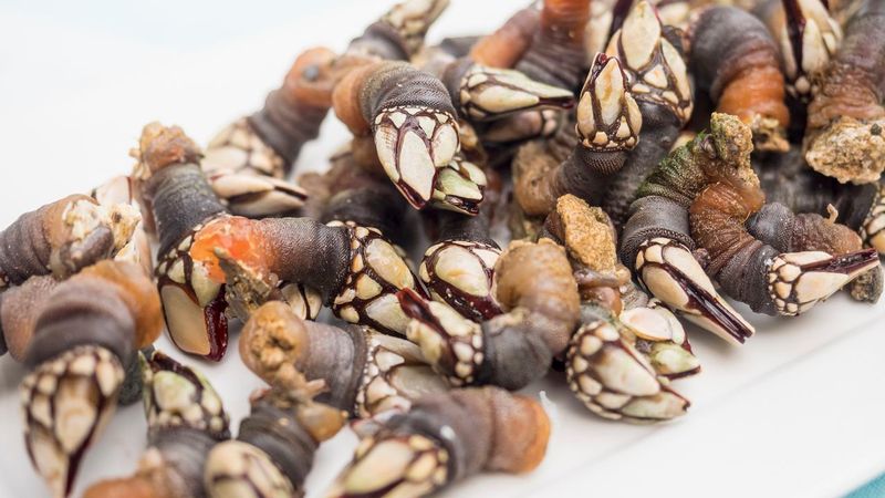 Gooseneck Barnacles (Percebes)