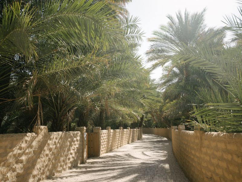Al Ain Oasis, United Arab Emirates