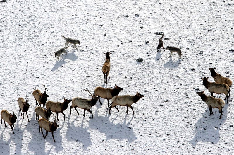 Elk Herds Shrink and Change Their Ways