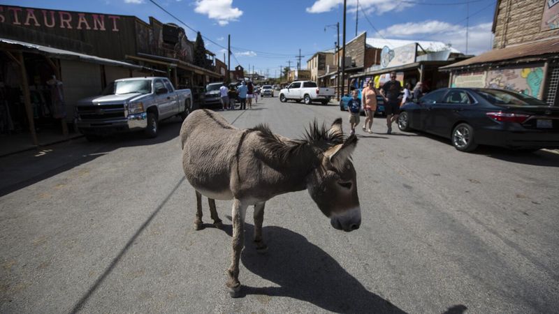 Gold Rush Ghosts and Burro Saviors