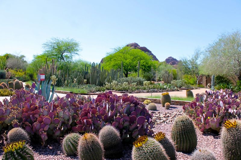 Desert Botanical Garden