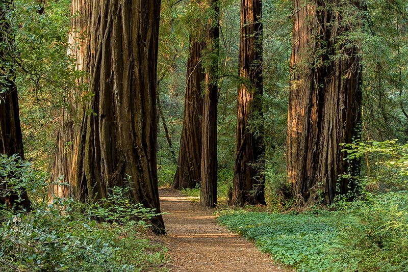 John B. Dewitt Redwoods State Nature Reserve