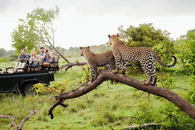 South Africa - Safari Thrills and Wine Country