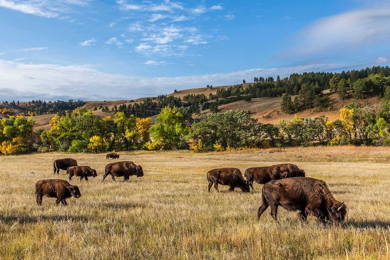 Custer State Park, South Dakota