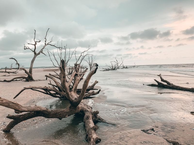 Botany Bay Plantation Heritage Preserve's Boneyard Beach (Edisto Island)