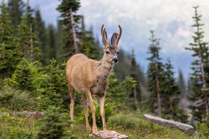 Summer's Extended Daylight: Maximum Wildlife Opportunities