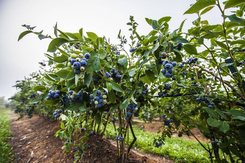 Perfect Day Trip: Berry Paradise Just Hours From Major Cities