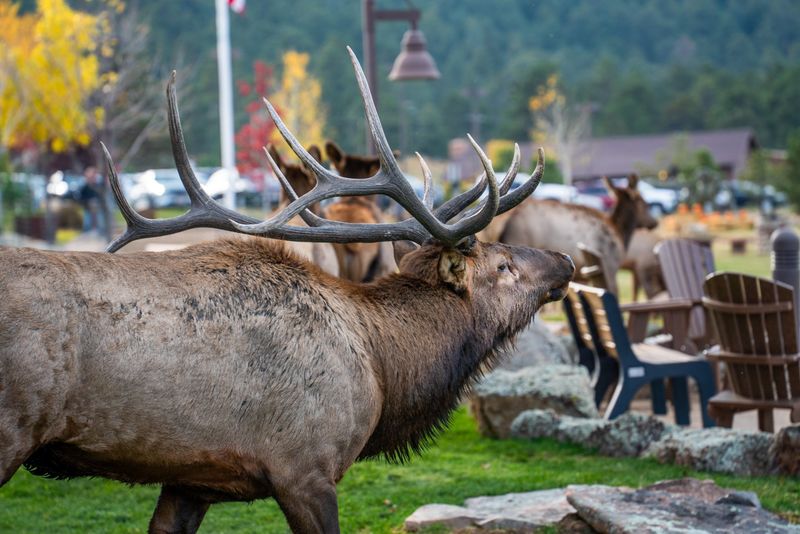 Watch Elk Wander Through Town