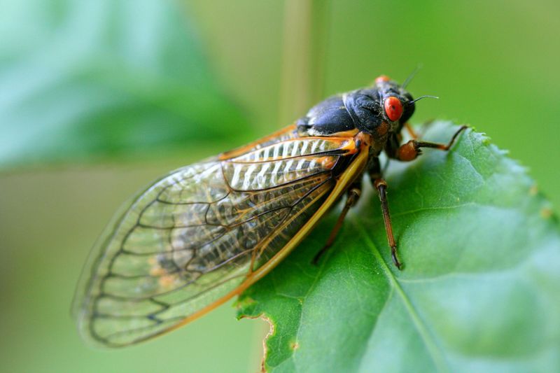 The Sound of Cicadas in Summer
