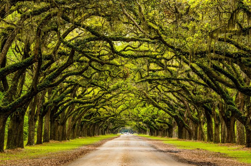 Wormsloe Historic Site