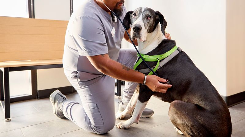 Schedule a Pre-Travel Veterinary Checkup