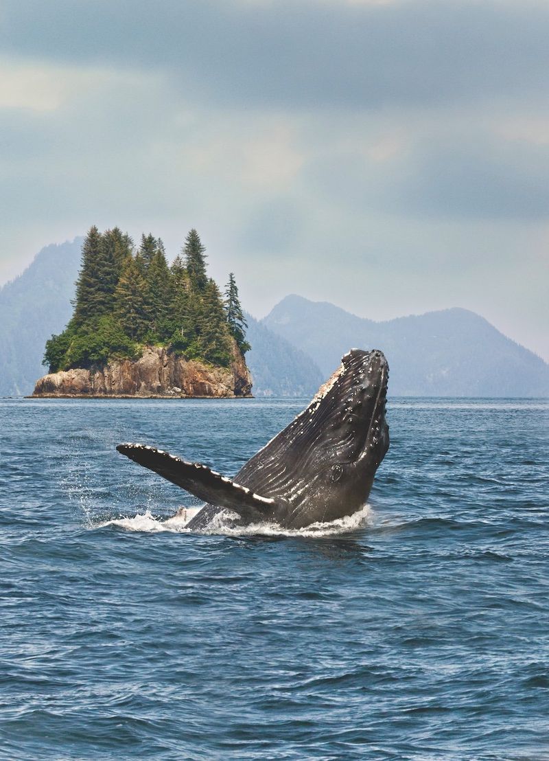 Wildlife Paradise Where Land and Sea Animals Thrive