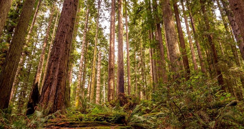 Arcata, California
