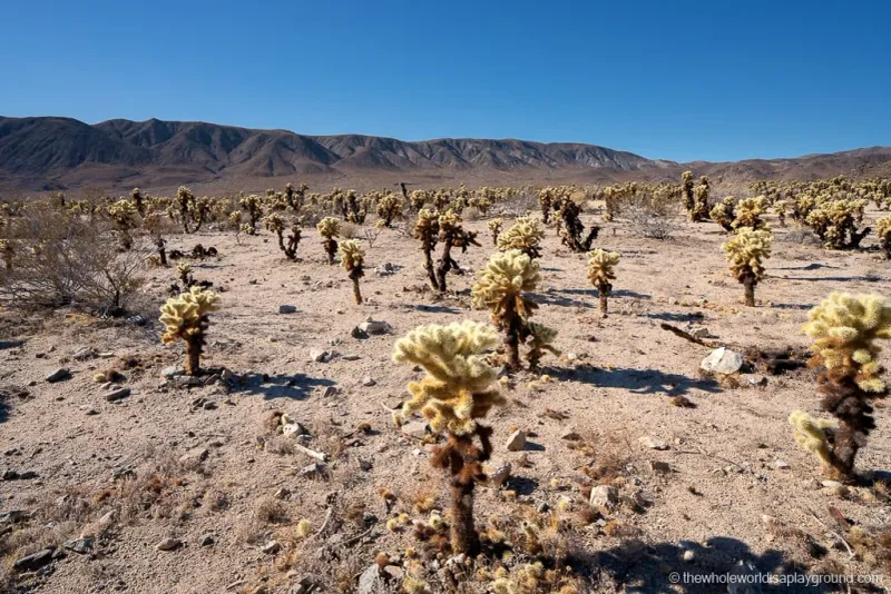 Joshua Tree National Park, California