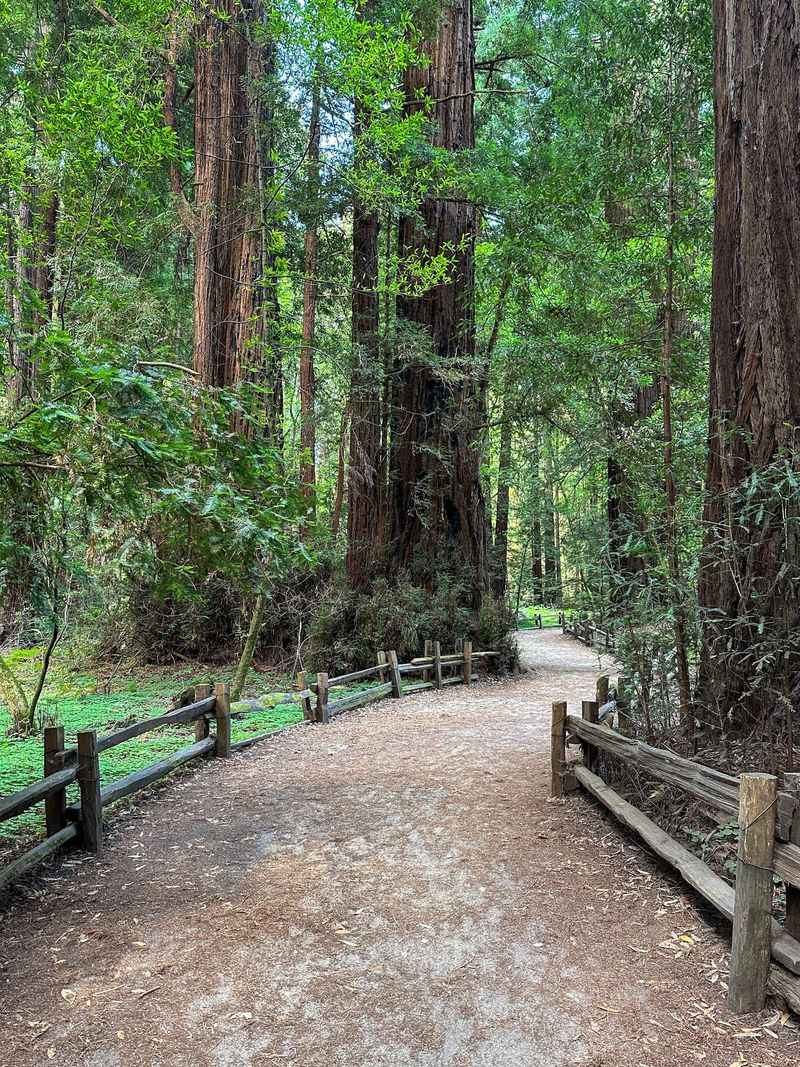 Henry Cowell Redwood Grove Loop - Felton's Natural Cathedral