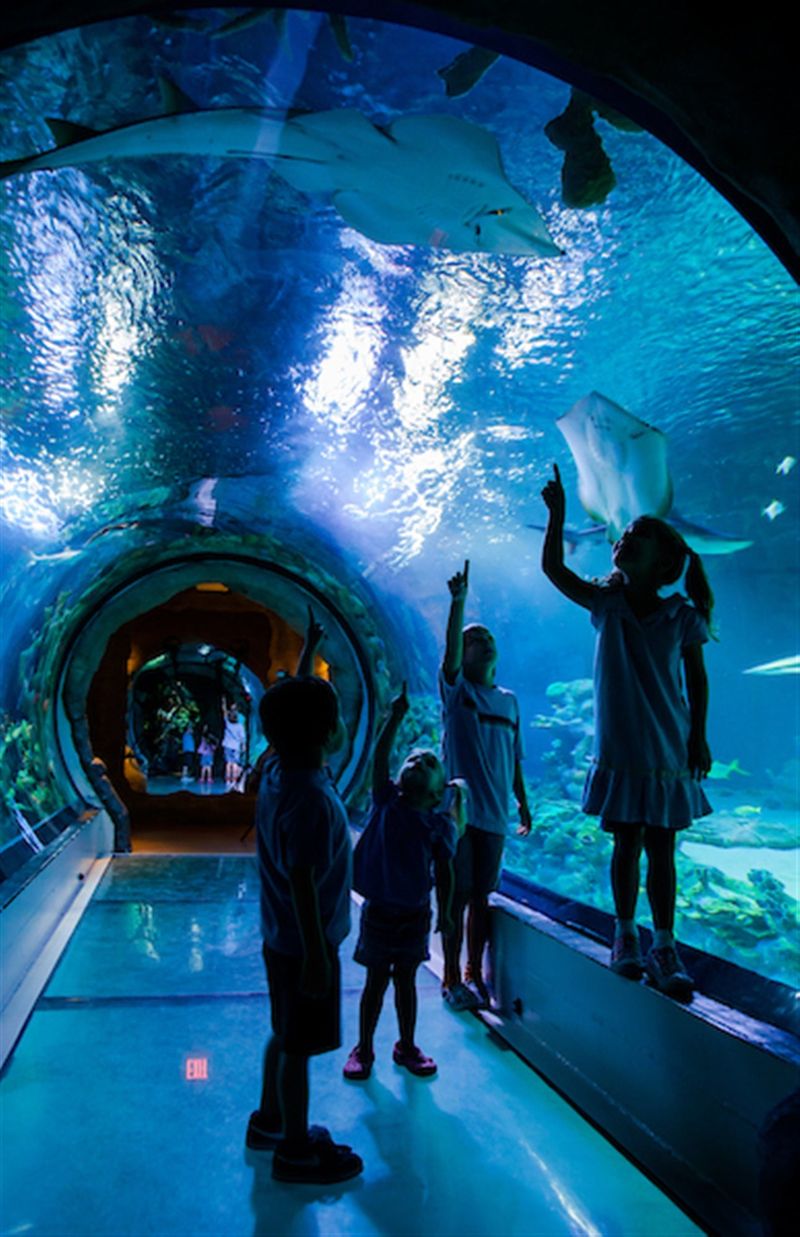 SEA LIFE Arizona Aquarium (Tempe, Arizona Mills)