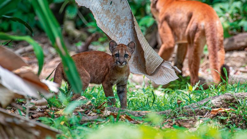 Support Citizen Science and Conservation Research