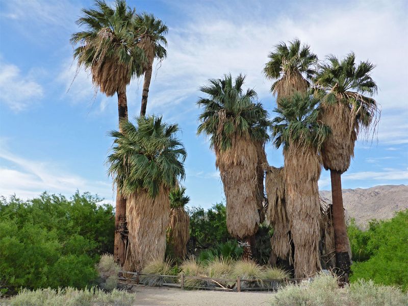 A Town Born from Palms