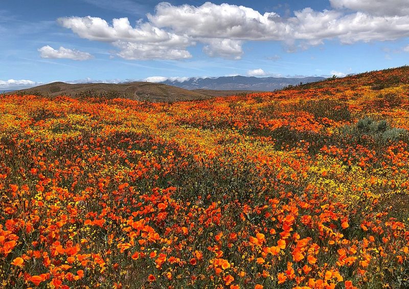 Nature's Orange Carpet