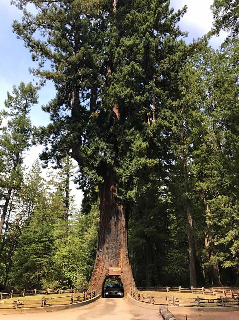 Chandelier Tree
