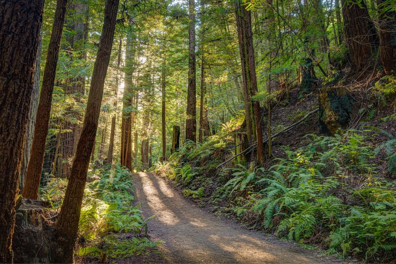 Purisima Creek Redwoods - Your Secret Forest Gateway