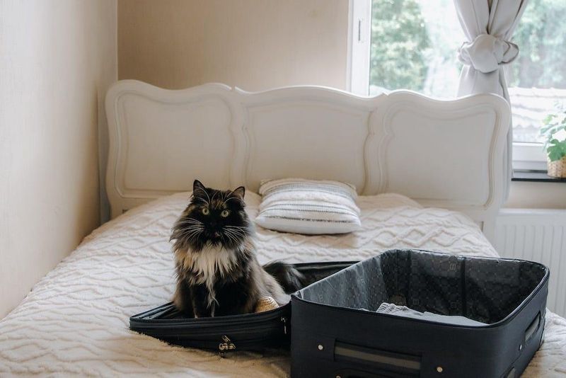 Hotels Aren't Always Cat-Friendly