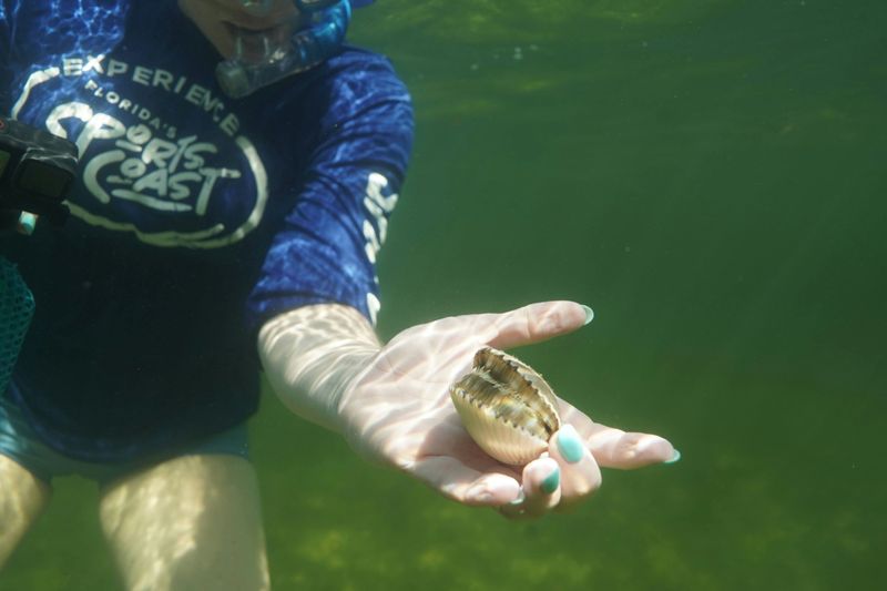Hunt for Scallops in Gulf Waters
